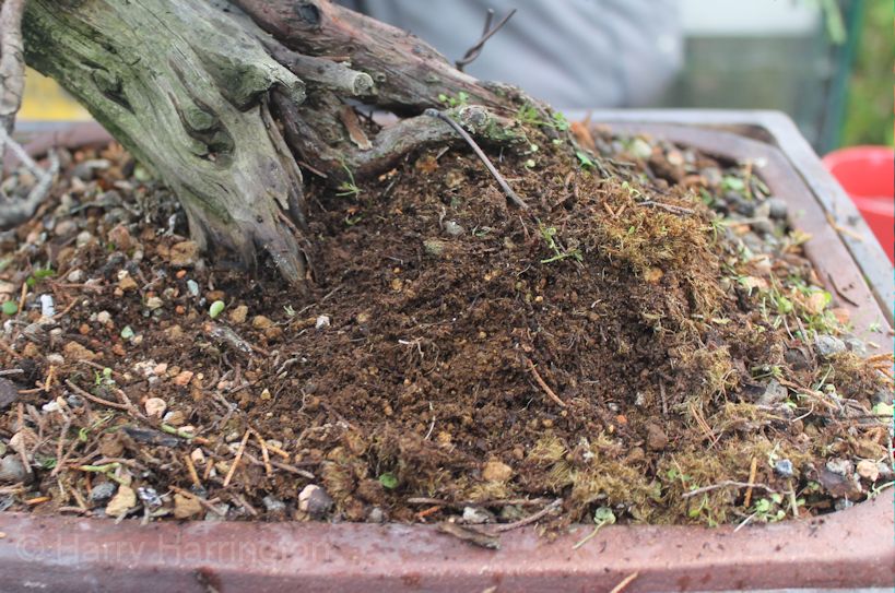 juniper bonsai akadama